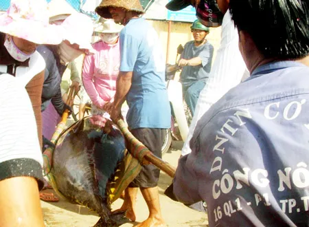Phú Yên: 159 tàu cá đón giao thừa trên biển