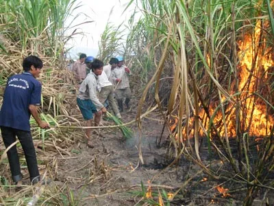 Đốt ruộng, 7.000 tấn mía ra tro