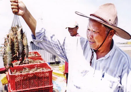 Thu hoạch tôm sạch ở Bạc Liêu