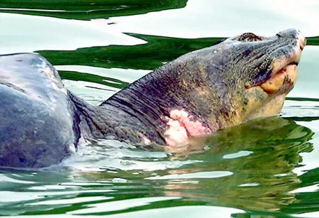 Tìm cách chữa trị vết thương cho “cụ” rùa Hồ Gươm