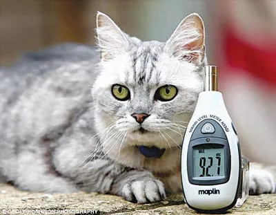 Cô mèo có tiếng gào lớn nhất