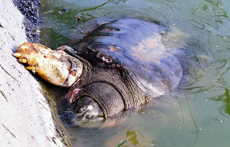 Lắp đặt bể bơi thông minh để chữa bệnh cụ rùa Hồ Gươm