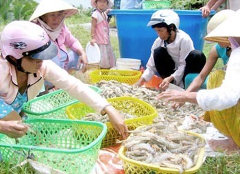 Shrimp breeders in Bac Lieu Province (Photo: SGGP)