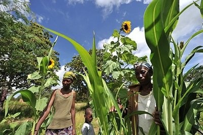 Women check maize crops on a small scale farm in Zimbabwe in February 2011