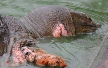 The injured turtle in the Sword Lake is about to be caught with net for treatment