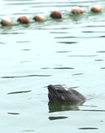 The turtle in the net (Photo: SGGP)