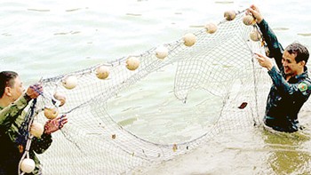 The turtle tears the nets to escape (Photo: SGGP)