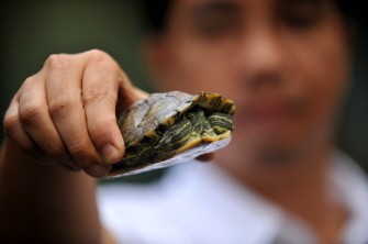 Government wildlife spacialist Anton Tagtag holds an alien species of turtle, the Red Eared Slider, at the Ninoy Aquino Parks and Wildlife Center in Quezon City, east of Manila in January 20, 2011. AFP