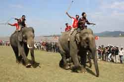 Elephants race under the instruction of skilled mahouts in the Tay Nguyen (Central Highlands) province of Dac Lac. File Photo