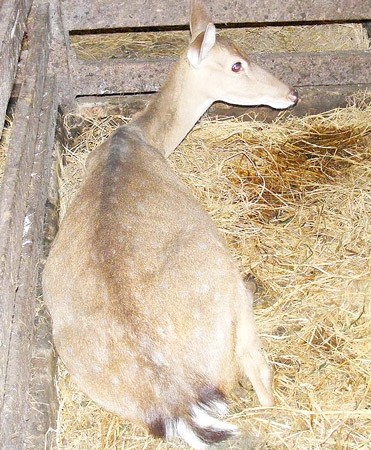 A sick deer is being treated in the Quynh Luu District, Nghe An Province. (Photo:SGGP)