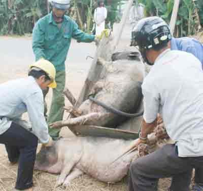 Vets kill diseased pigs inthe central province of Quang Nam (Photo: SGGP)