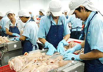 Workers process tra fish for exports at a plant in the Mekong Delta (Photo: SGGP)