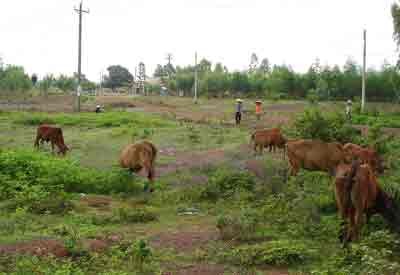 Vaccine and disinfectants provided gratis to foot-and-mouth disease-hit provinces in the country to help eliminate the disease in cattle (Photo: Ngoc Anh)