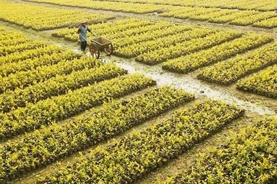 A Chinese farmer works at his field in Zhuji, east China's Zhejiang province on March 2