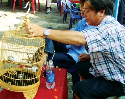 Một nghệ nhân đang săm soi chiếc lồng vừa mua được.