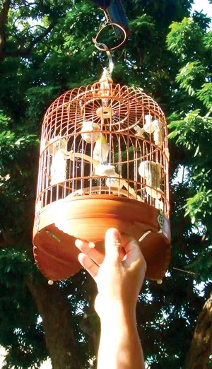 Tiếng hót bay xa.