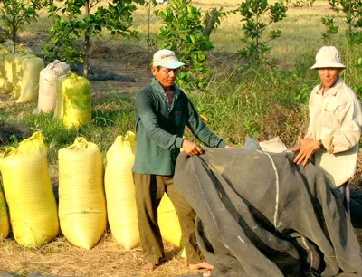 Giữ giá lúa để nông dân đạt lợi nhuận 30%?