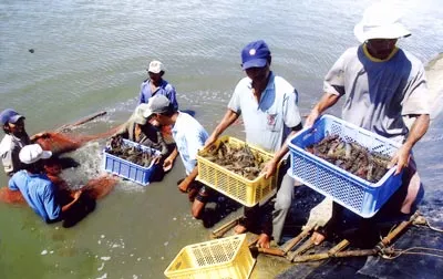 Nông dân Cà Mau thu hoạch tôm sú. Ảnh: C.T.V.