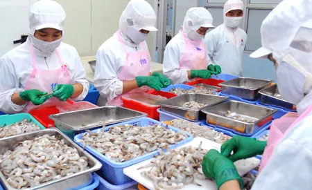 Chế biến tôm xuất khẩu sang Nhật Bản tại Công ty Hai Thanh. Ảnh: CAO THĂNG