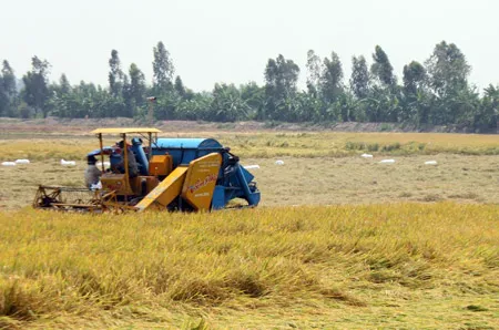 Nông dân Tứ giác Long Xuyên thu hoạch lúa.