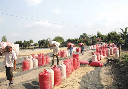 Khai phá Tứ giác Long Xuyên