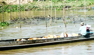 Sử dụng vỏ lãi chở xăng dầu lậu trên kênh Vĩnh Tế (Tịnh Biên, An Giang) giữa ban ngày.