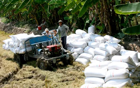Nông dân huyện Thoại Sơn (An Giang) tập kết lúa sau thu hoạch
