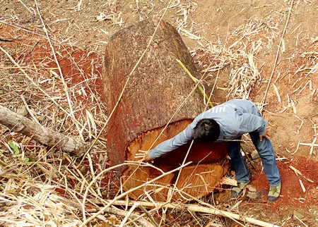 Một khúc gỗ hương đường kính hơn 1m bị lâm tặc đốn tại tiểu khu 507.