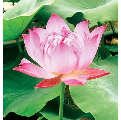 Hồn thơ thế giới ca ngợi Bác Hồ