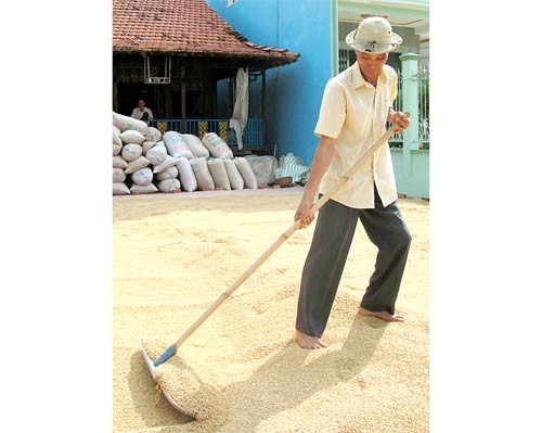 A farmer in the Mekong Delta drying unhusked rice (Photo: SGGP)