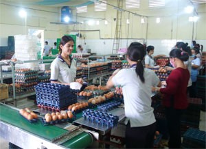 Employees of a food processing firm pack eggs. Chief executive officers should initially restructure their enterprises in order to survive from tough times, economists recommend (Photo:Minh Tri)