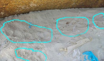 Large footprints (in green circles), supposedly of some wild beast (Photo: bee.net)