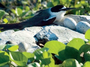 A swallow sitting beside her eggs