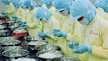 Workers processing shrimps for exports