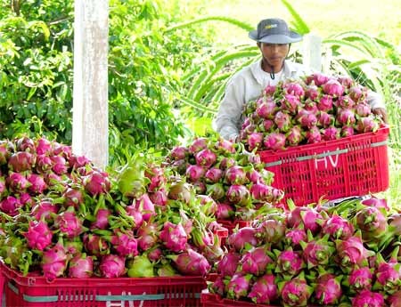 A farmer in the central coastal province of Binh Thuan harvests dragon fruit (Photo: SGGP)
