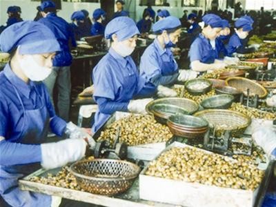 Workers process cashew nuts for export at a factory in Vietnam.