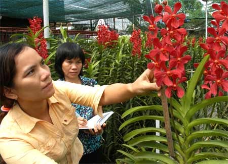 A farmer from Binh Tan District in Ho Chi Minh City learns how to train an orchid plant (Photo: SGGP)