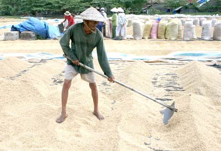 Farmers in the Mekong Delta dry unhusked rice (Photo: SGGP)