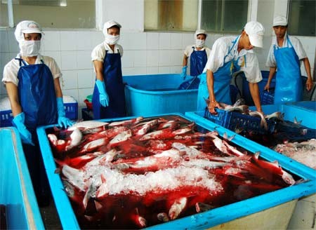 Workers process tra catfish for export at Can Tho Seafood Processing Company in the Mekong Delta (Photo: SGGP)