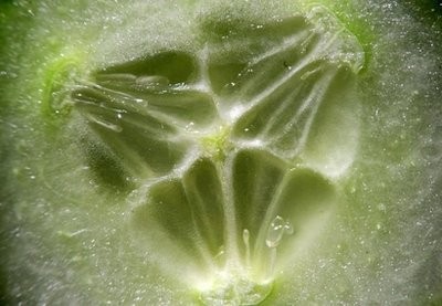 Germany held crisis talks amid reports that at least 14 people have died and hundreds are ill in an outbreak of a highly virulent strain of bacteria found on imported cucumbers