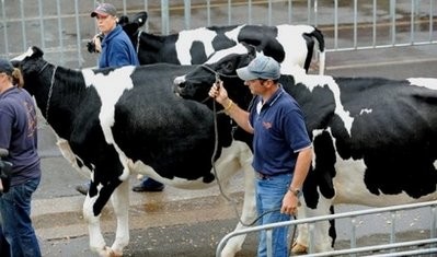 Cattle are lead by their handlers during an agricultural event in Sydney