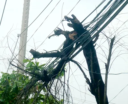 Cây gãy vắt trên dây điện