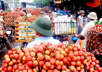 Farmers in Bac Giang Province worry their litchi crop will sell at low rates to Chinese traders despite bumper crops (Photo: SGGP)