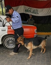 An Iraqi policeman uses a dog to search a car, with an Iraqi flag in the background
