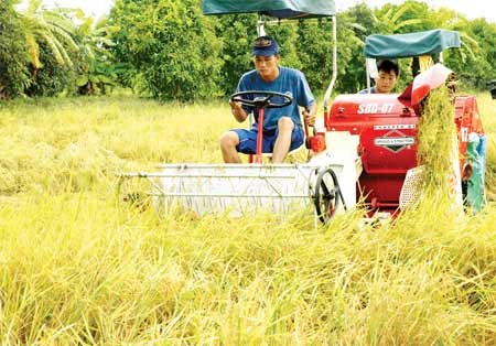 Farmers in the Mekong Delta province of An Giang harvest rice (Photo: SGGP)