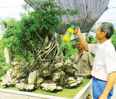 Some households switched to planting bonsai to increase their income (Photo: SGGP)