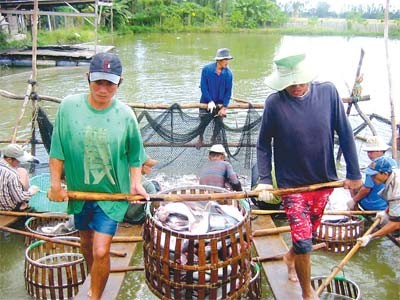 Farmers harvest pangasius at a farm in the Mekong Delta (File photo: SGGP)