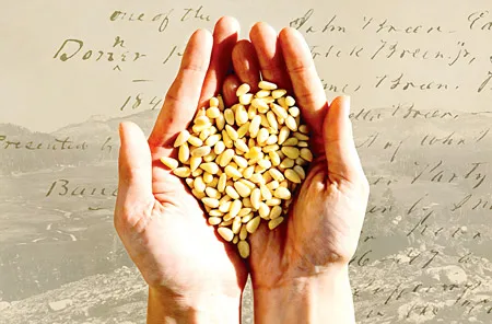 Viễn cảnh buồn cho an ninh lương thực