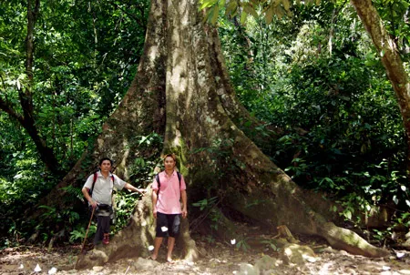 Những gốc cây to lừng lững.