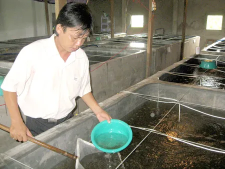 Khát tôm giống khỏe